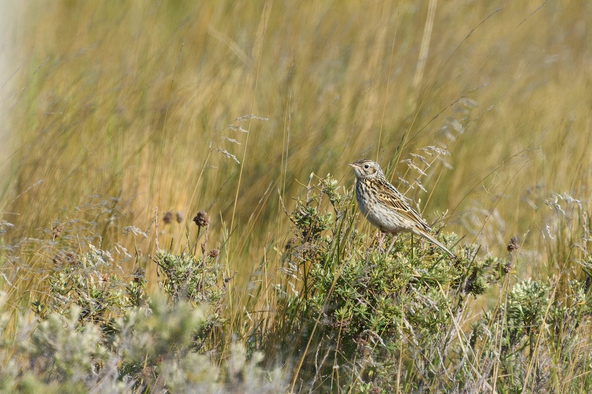Correndera Pipit - ML646482893