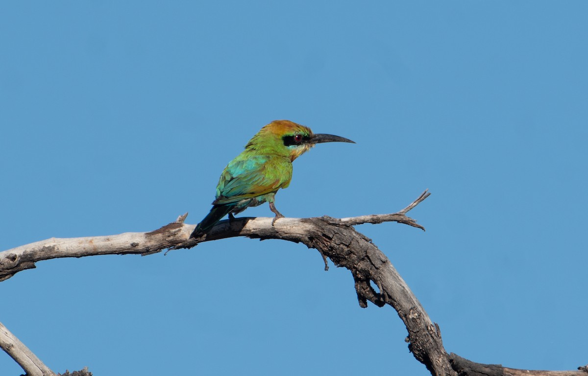 Rainbow Bee-eater - ML646482894