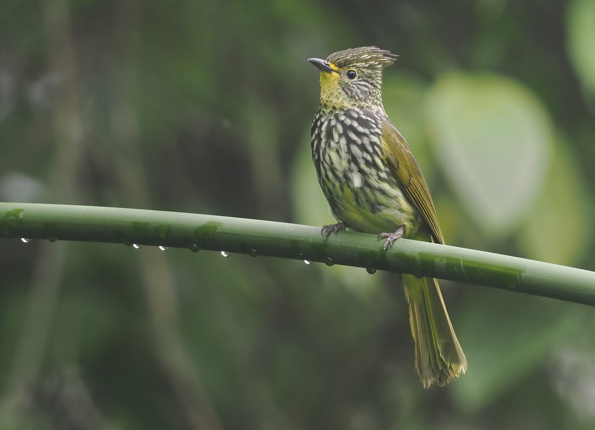 Streifenbülbül - ML646482897