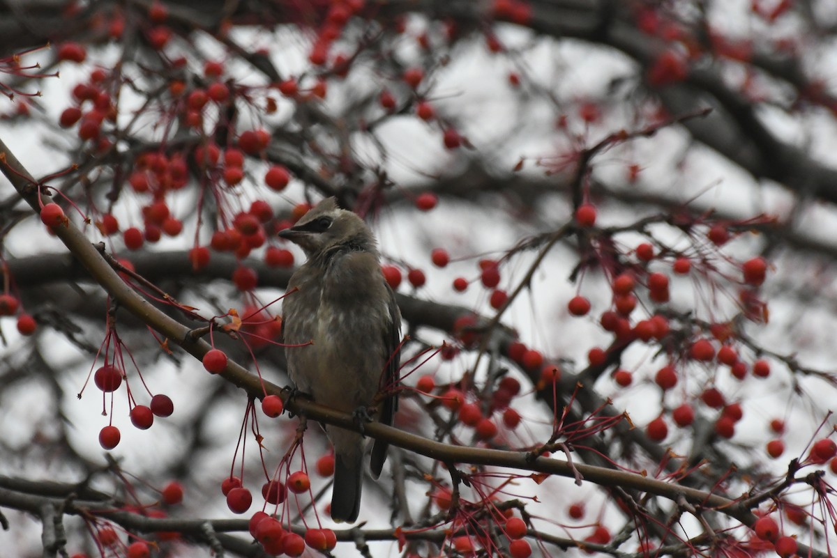 Cedar Waxwing - ML646482898
