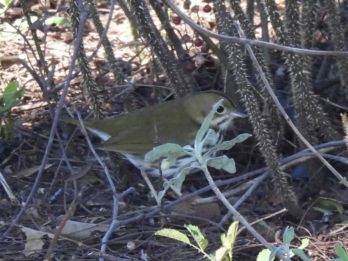 נחלית זהובת-כיפה - ML646482904