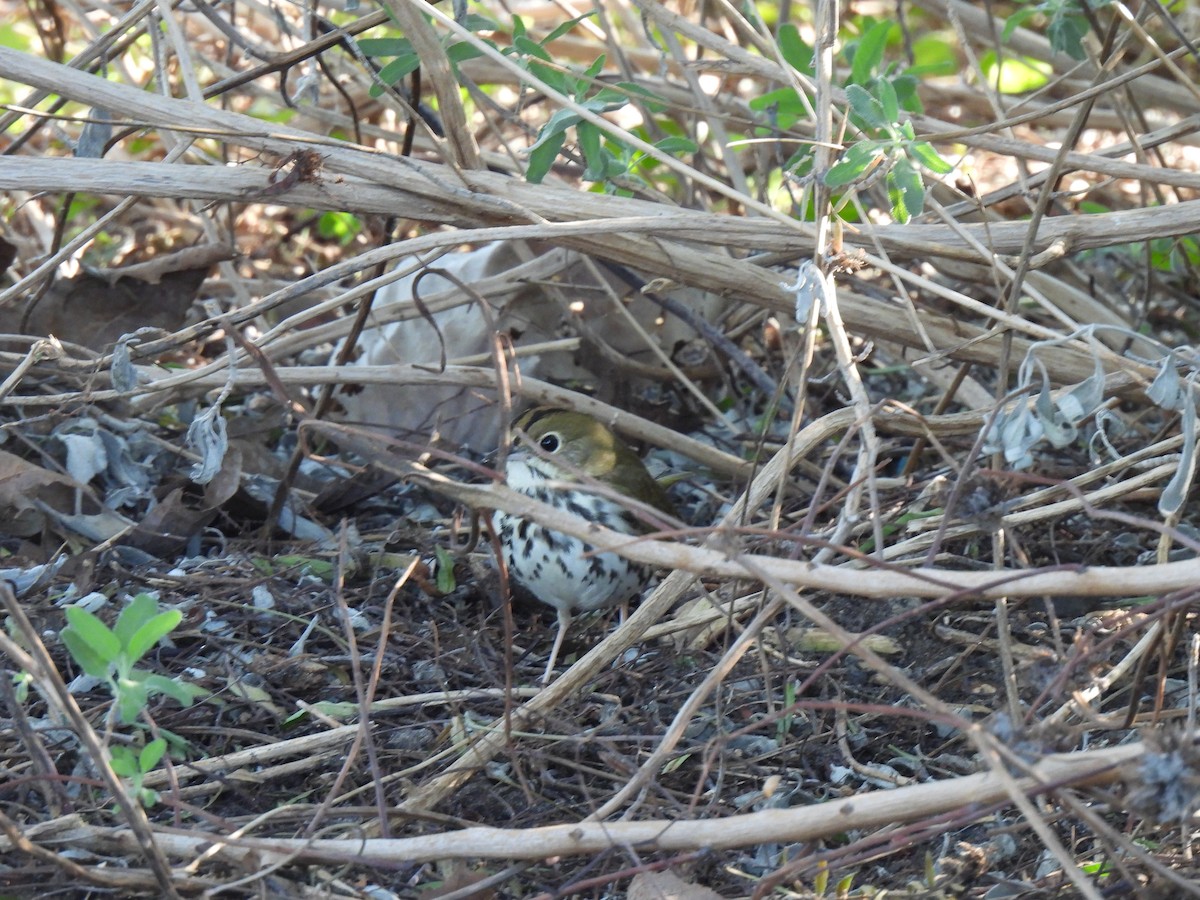נחלית זהובת-כיפה - ML646482905