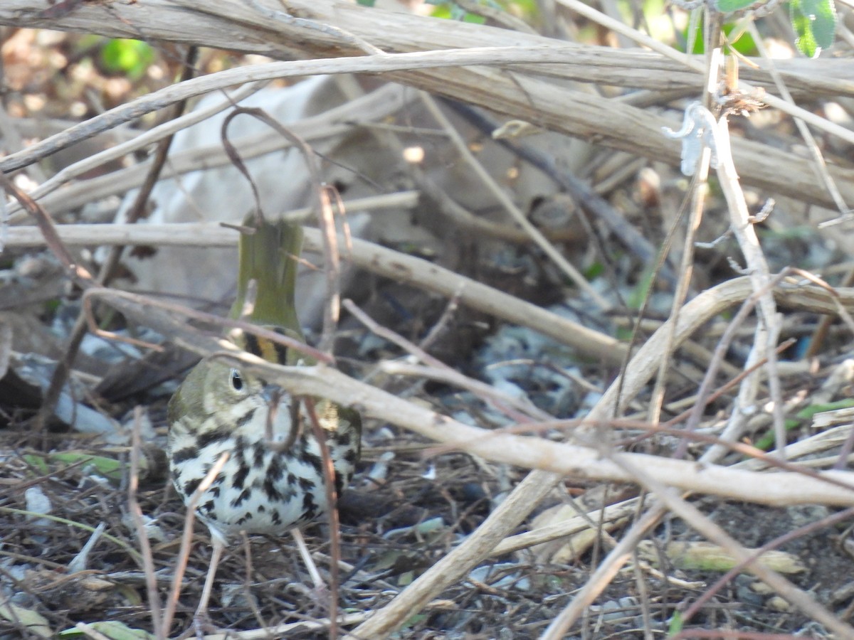 נחלית זהובת-כיפה - ML646482906