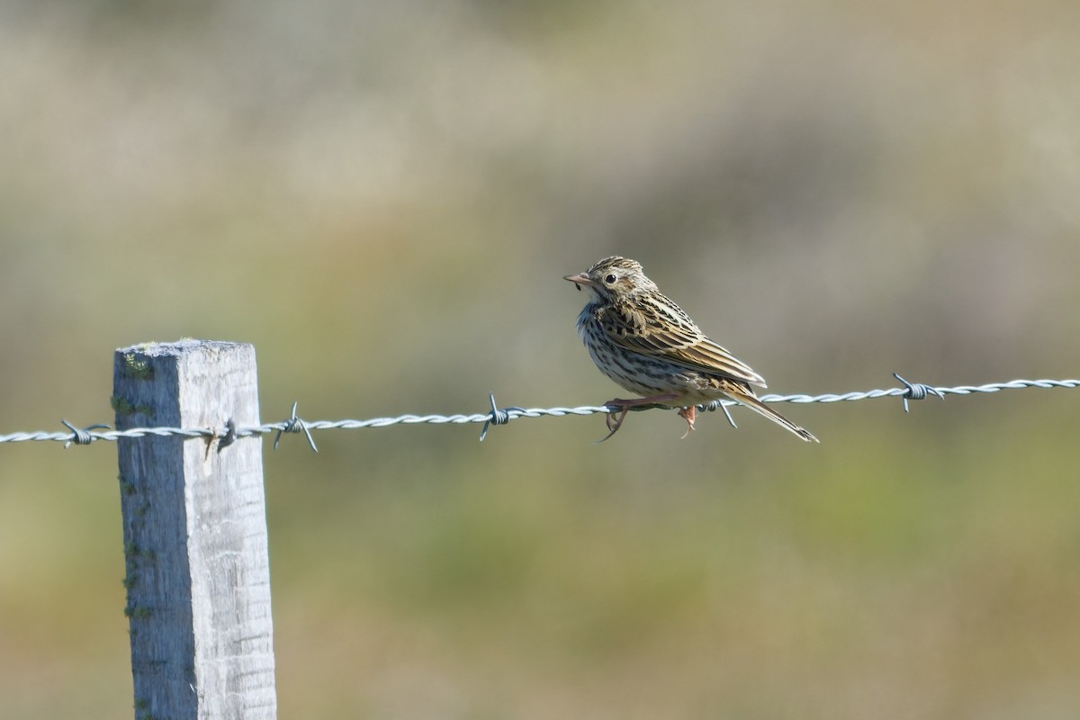 Correndera Pipit - ML646482910