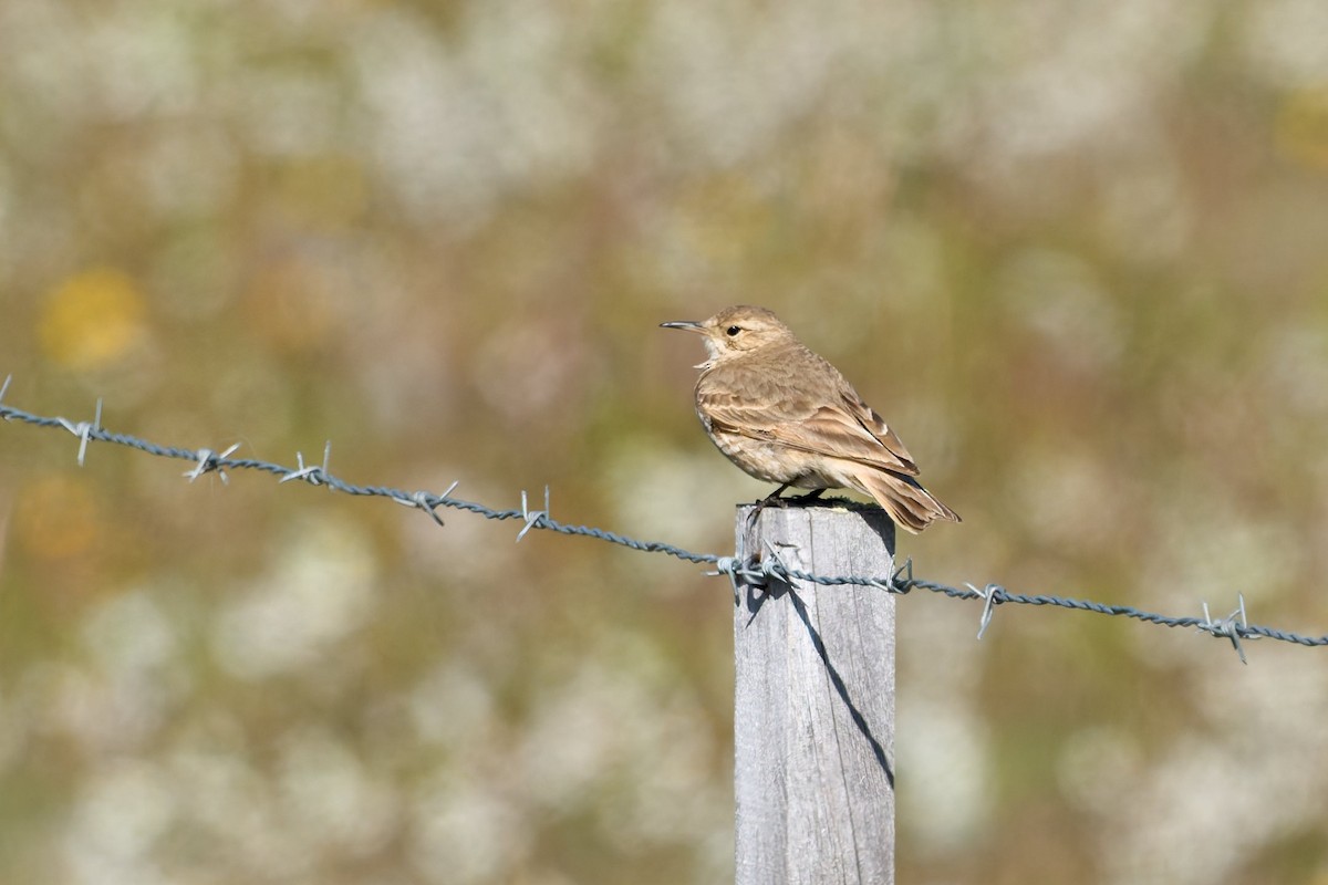 Common Miner - ML646482916