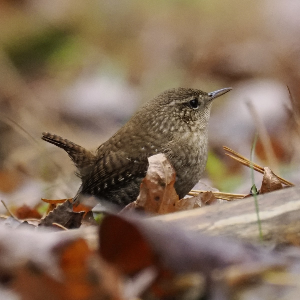 Winter Wren - ML646482919