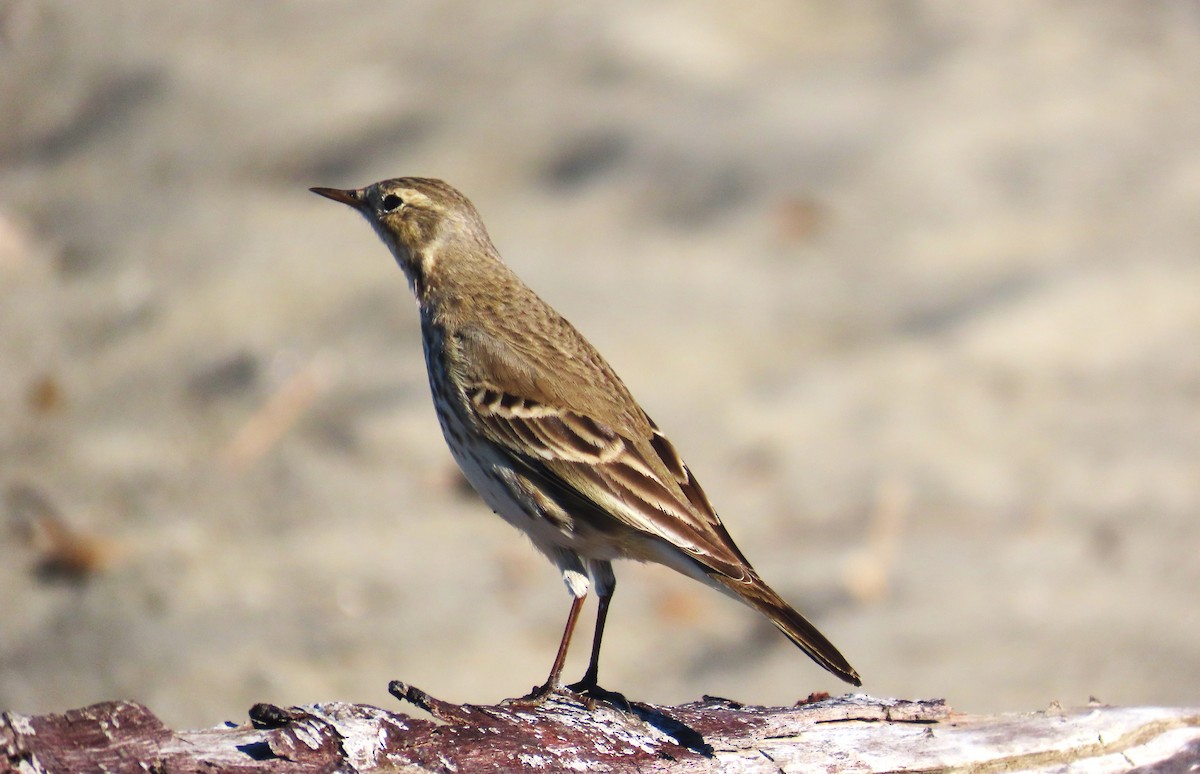 アメリカタヒバリ - ML646482921