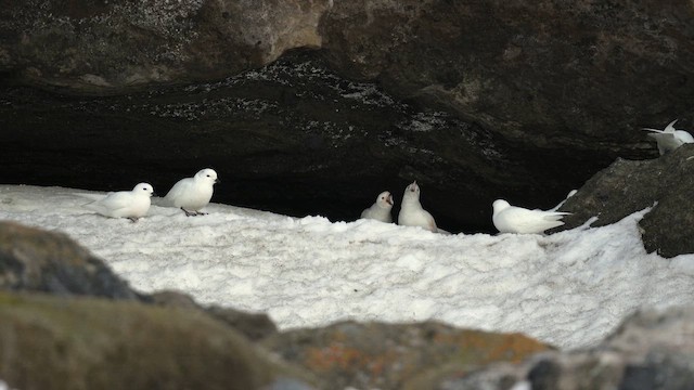 Snow Petrel - ML646482922