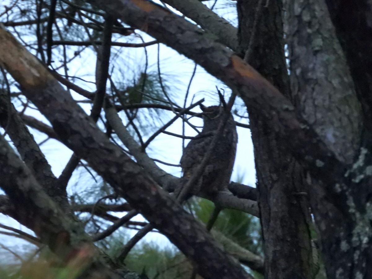 Amerika Puhusu - ML646482924