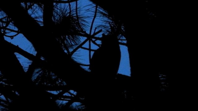 Great Horned Owl - ML646482933