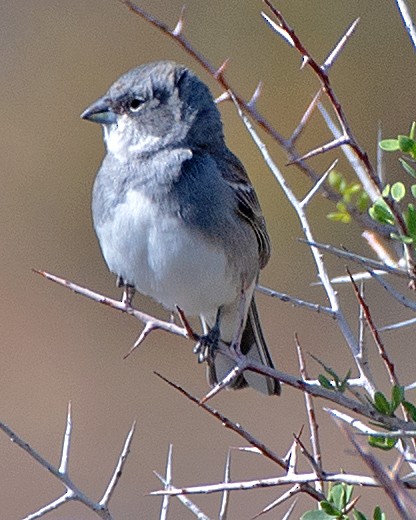 Diuca Finch - ML646482936