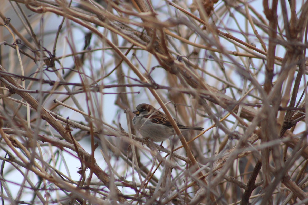 House Sparrow - ML646482938