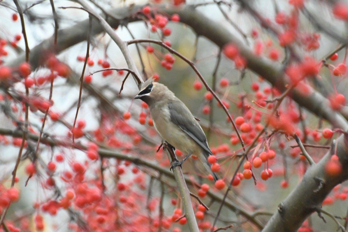 Cedar Waxwing - ML646482943