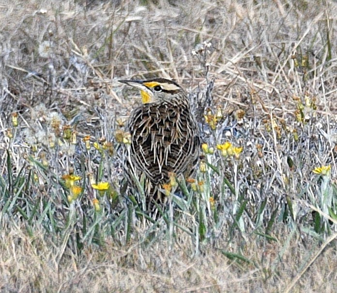 Eastern Meadowlark - ML646482948