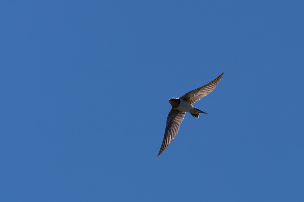 Barn Swallow - ML646482949