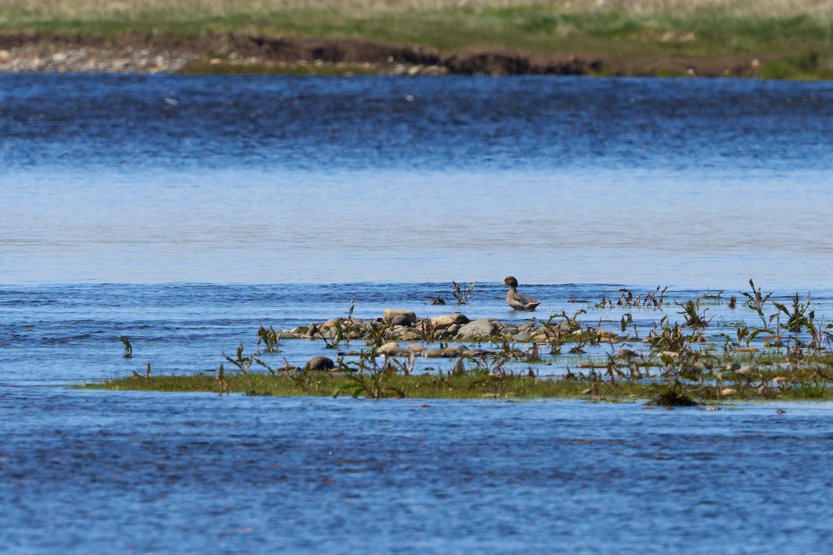 Yellow-billed Teal - ML646482956