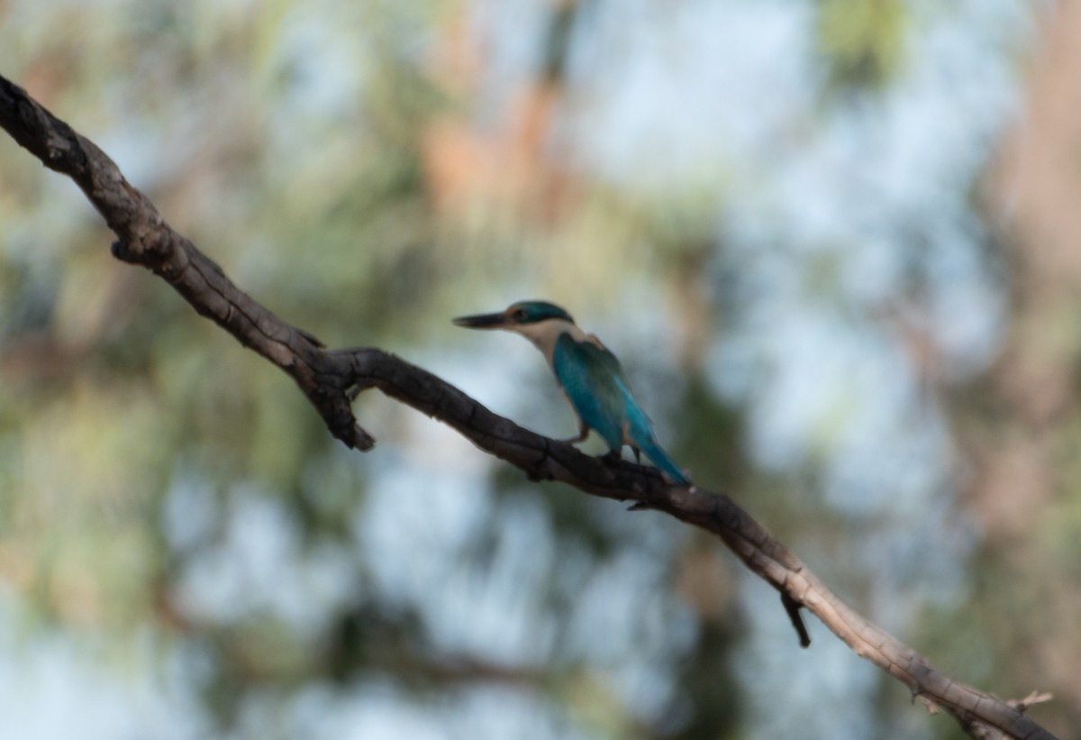 Sacred Kingfisher - ML646482957