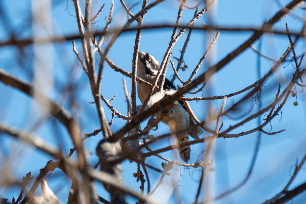 Downy Woodpecker - ML646482958