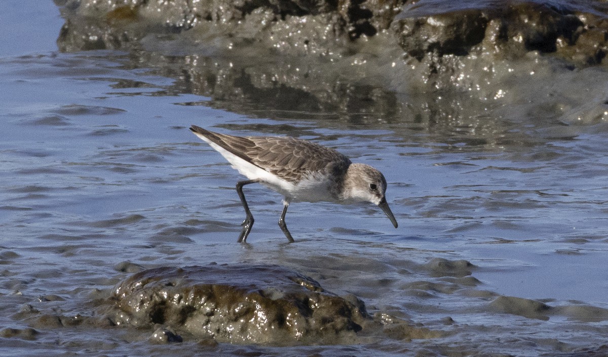 Semipalmated Sandpiper - ML646482960