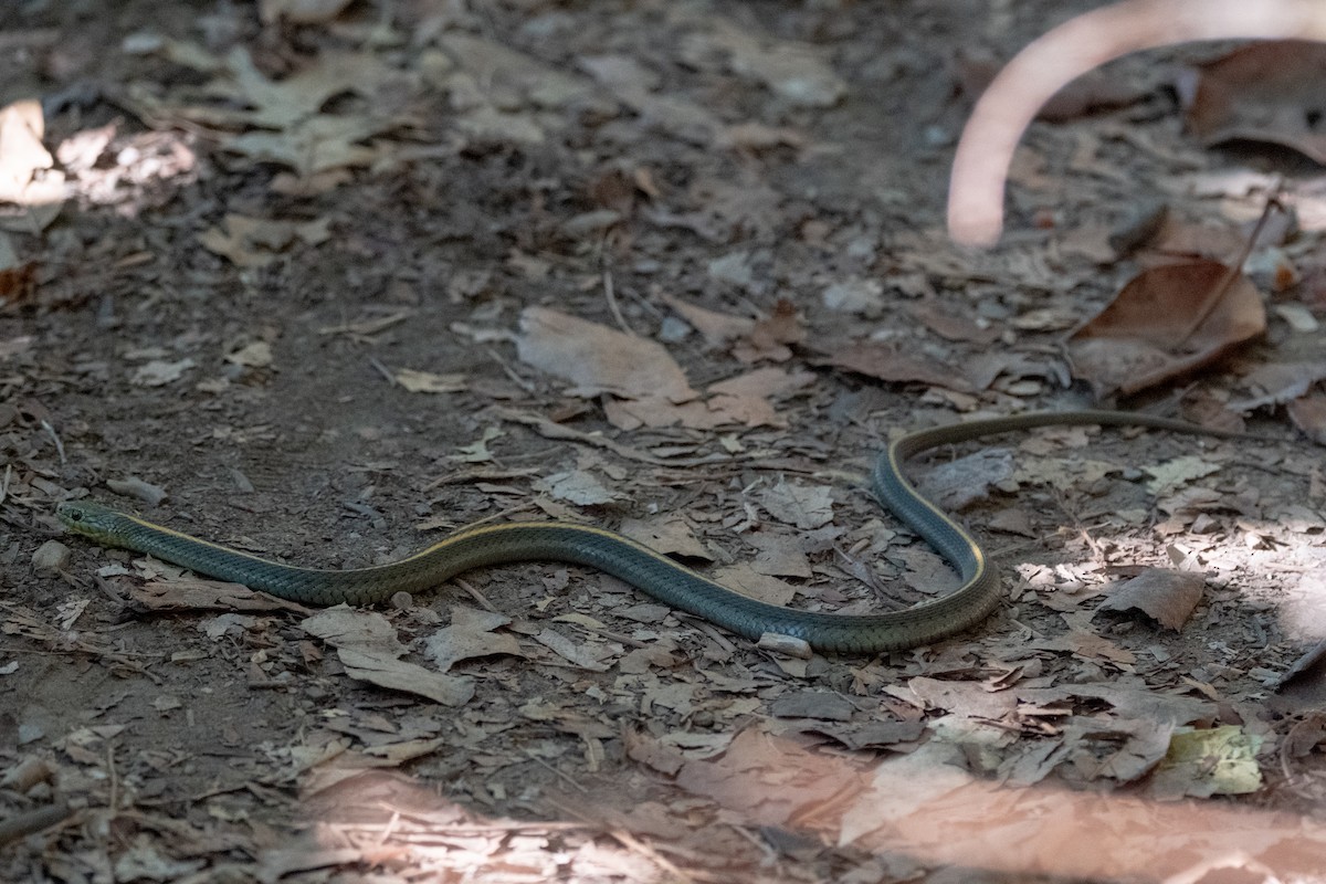 Santa Cruz Aquatic Garter Snake - ML646482962