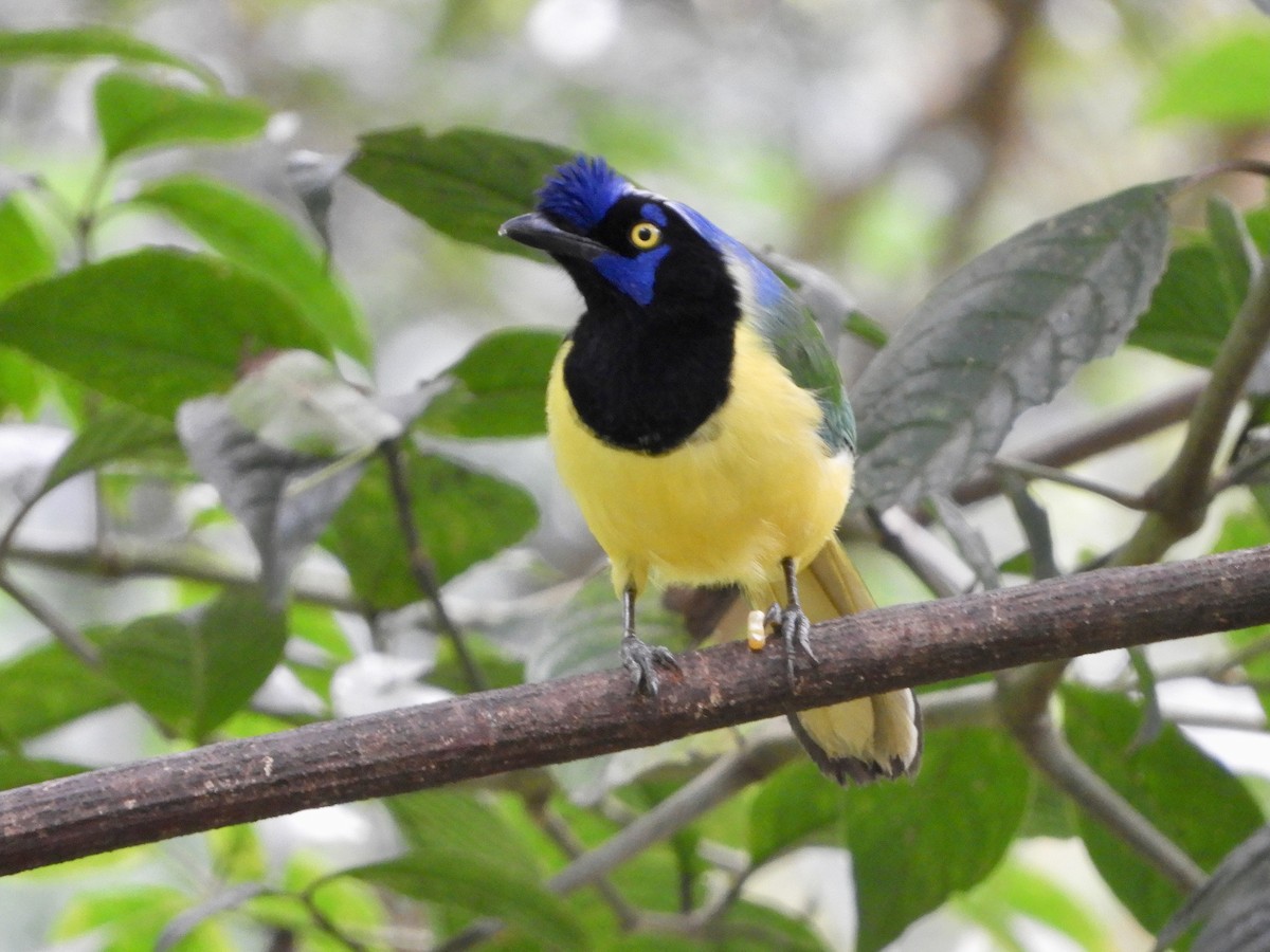 Yeşil Karga [yncas grubu] - ML646482964