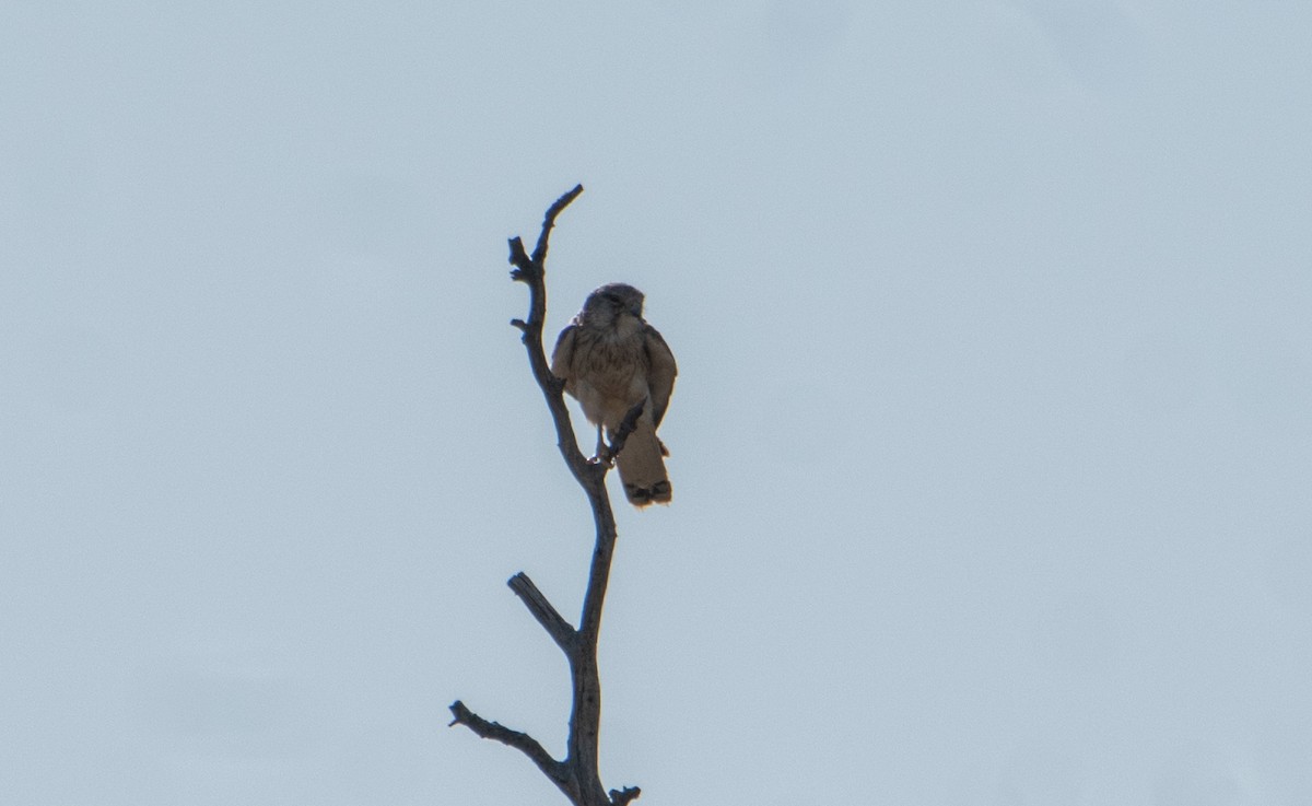Nankeen Kestrel - ML646482967