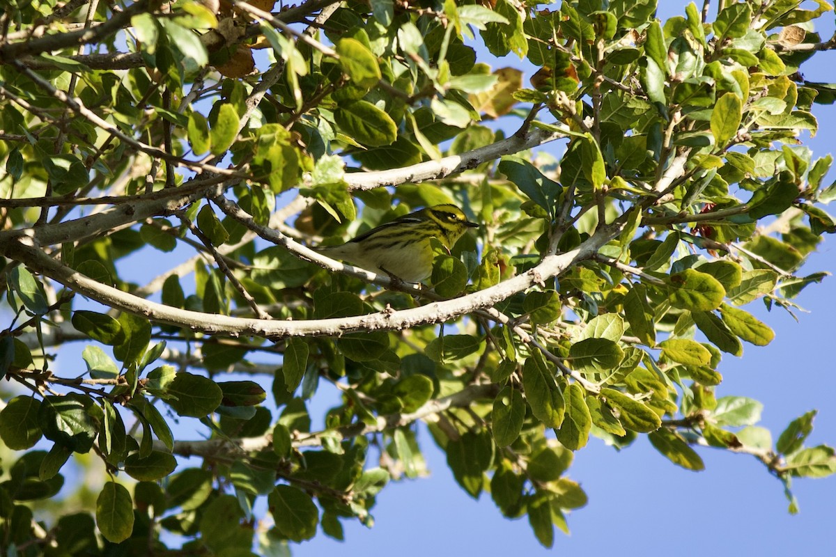 Townsend's Warbler - ML646482969