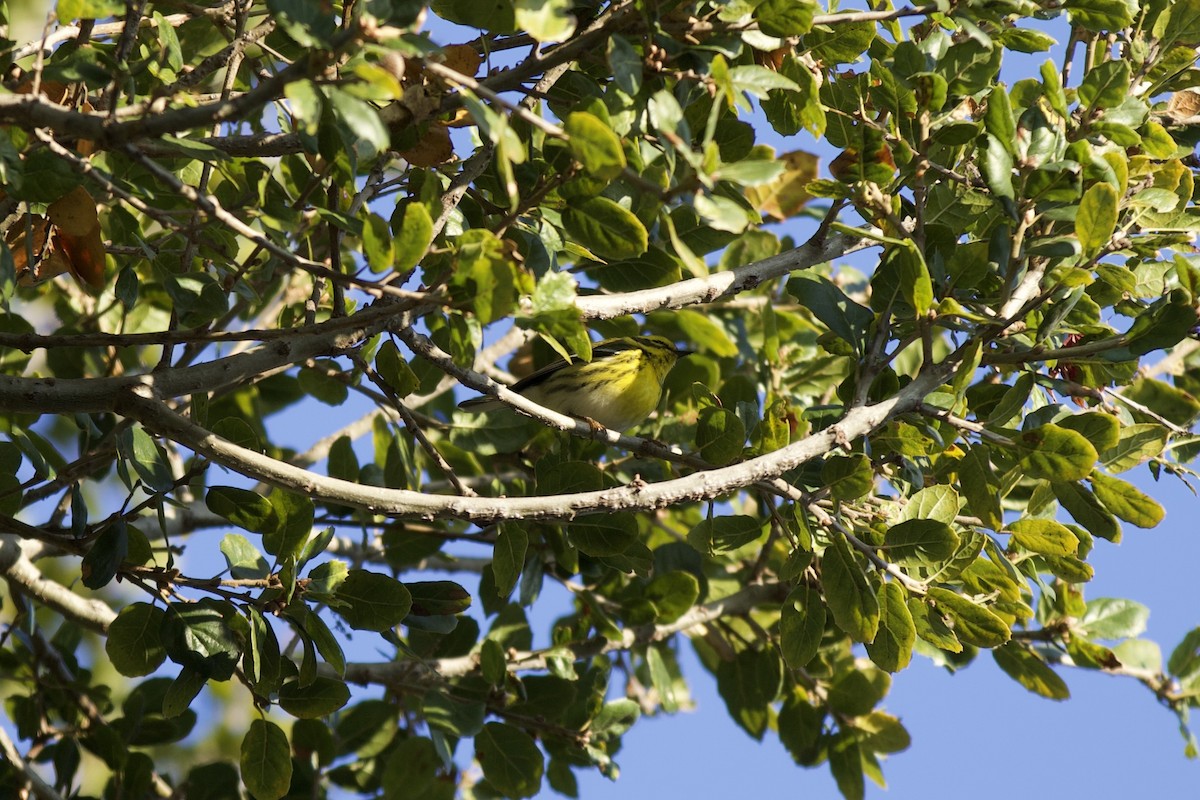 Townsend's Warbler - ML646482970