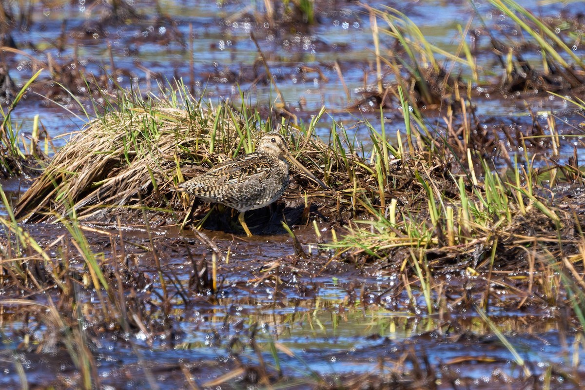 Magellanic Snipe - ML646482971