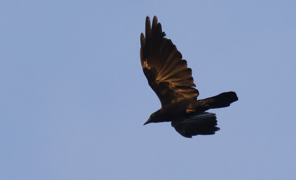 Fish Crow - ML646482974