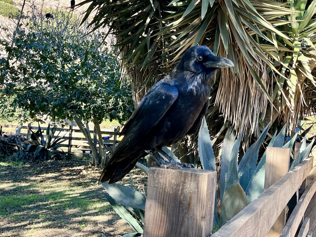 עורב שחור - ML646482975