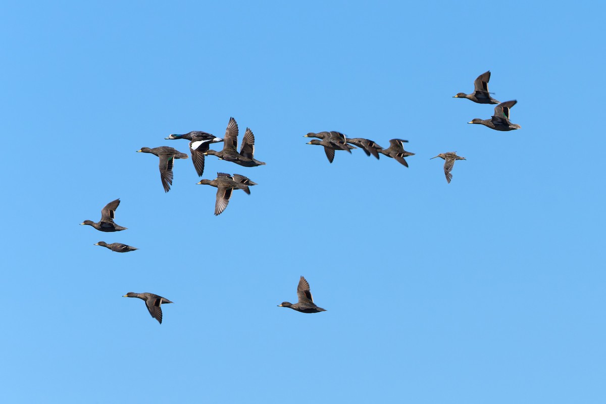 Chiloe Wigeon - ML646482976