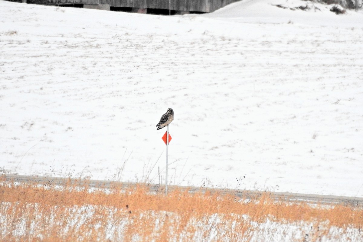 Short-eared Owl - ML646482977