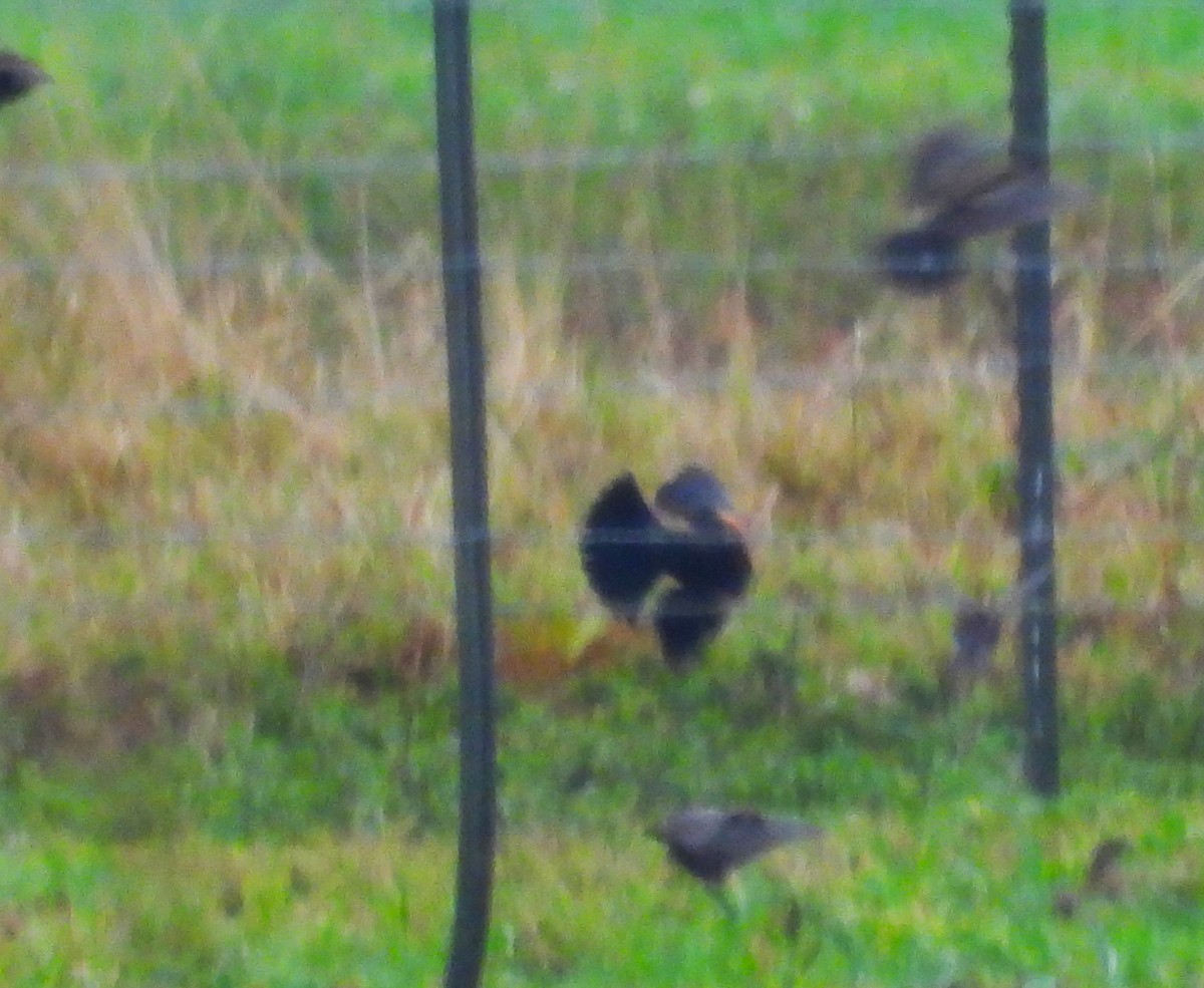 blackbird sp. - ML646482978