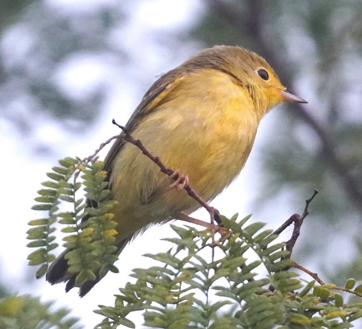 Northern Yellow Warbler - ML646482979