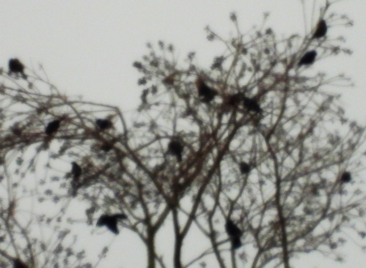 blackbird sp. - ML646482980