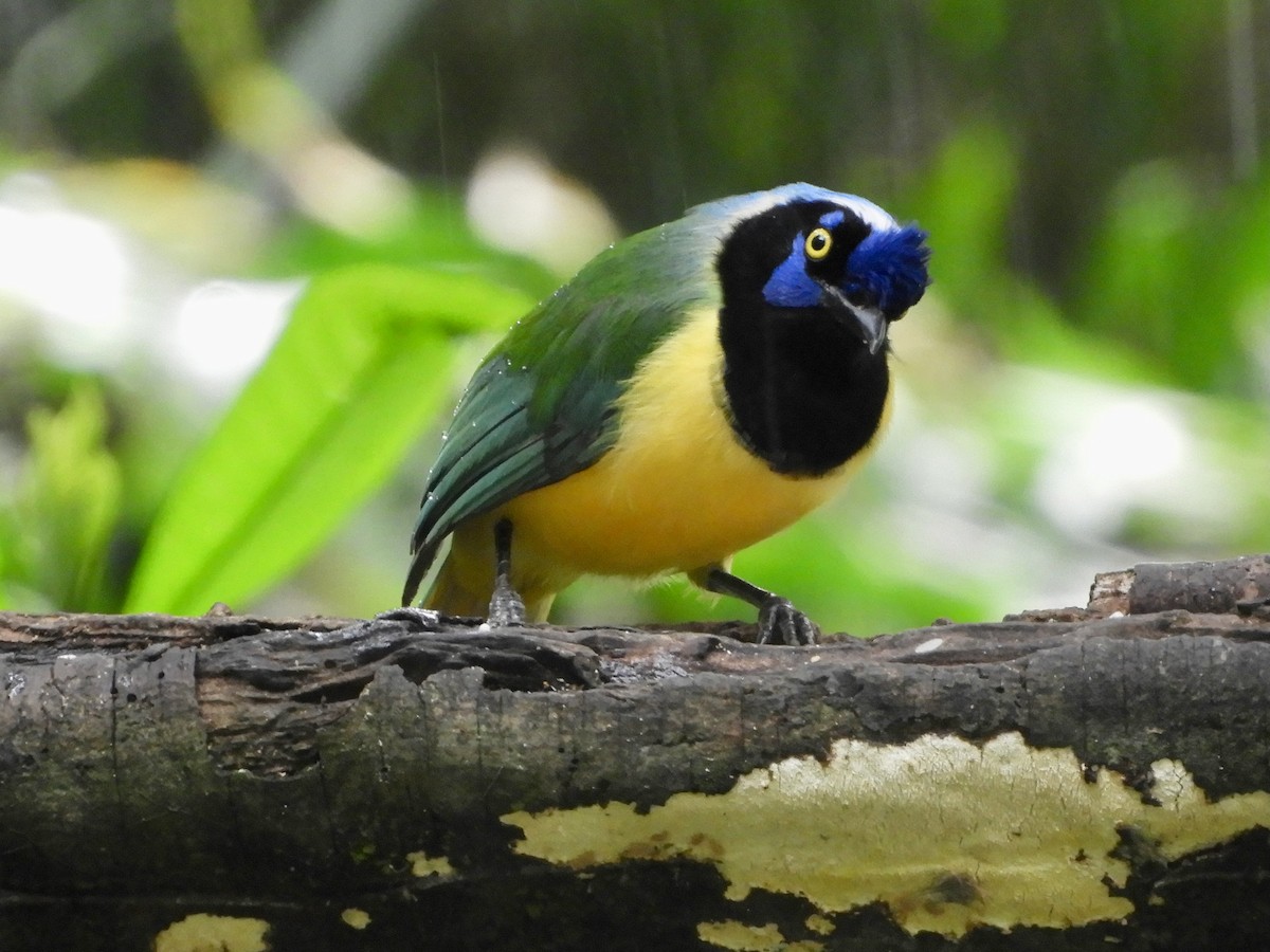 Yeşil Karga [yncas grubu] - ML646482981