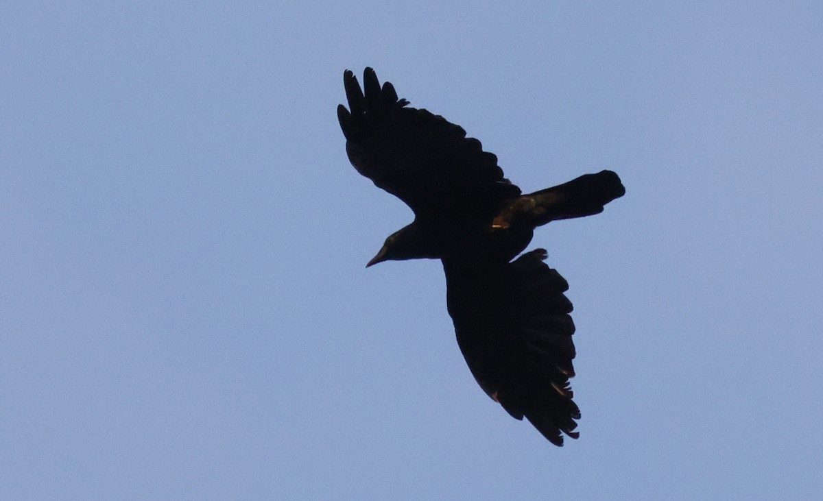 Fish Crow - ML646482982