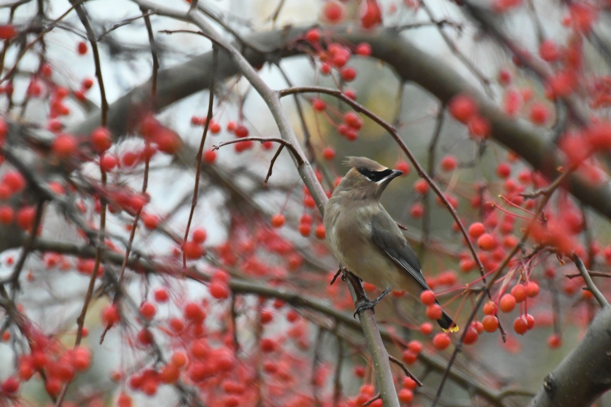 Cedar Waxwing - ML646482983
