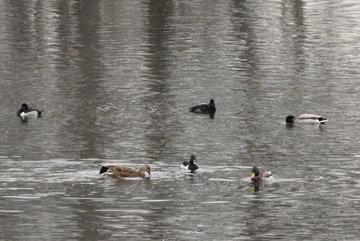 Ring-necked Duck - ML646482984