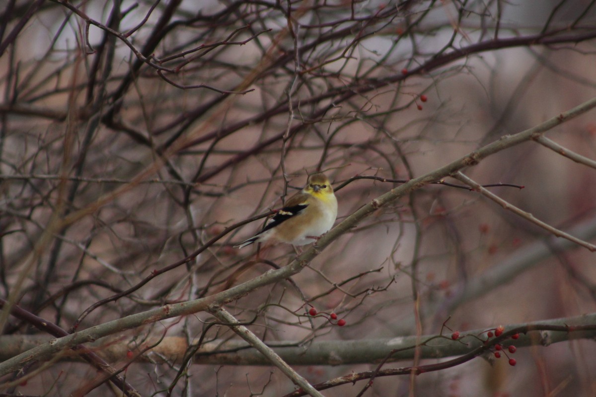 American Goldfinch - ML646482985