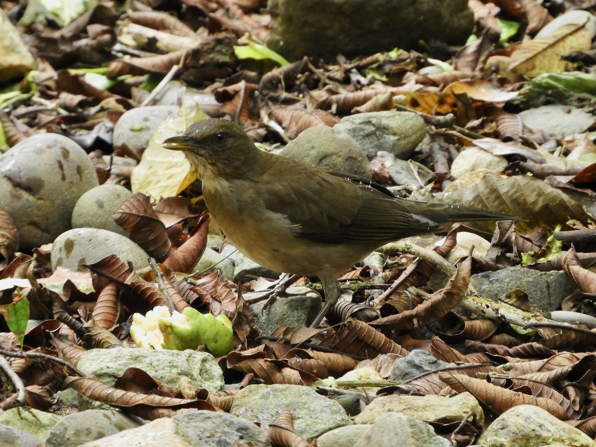 Black-billed Thrush - ML646482987
