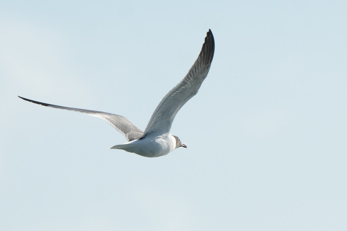 Laughing Gull - ML646482988