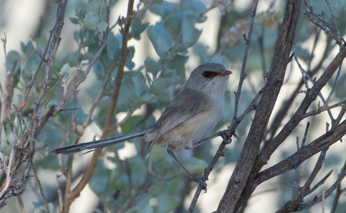 Purple-backed Fairywren - ML646482990