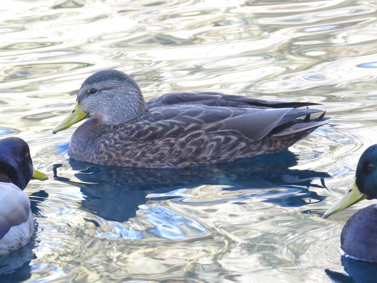 Mallard x Mexican Duck (hybrid) - ML646482992