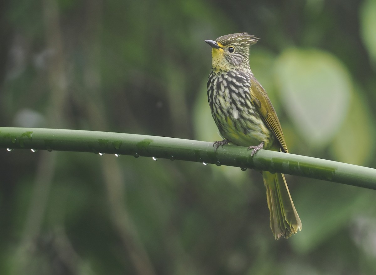 Streifenbülbül - ML646482999