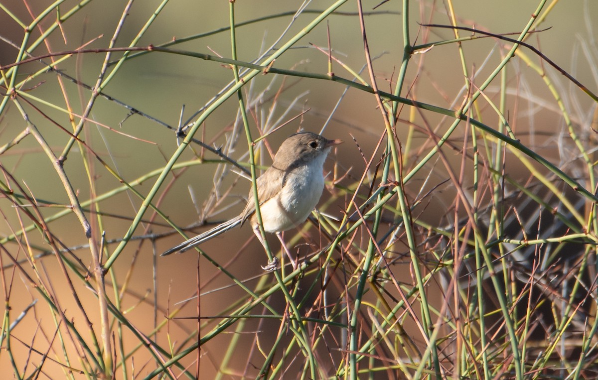 White-winged Fairywren - ML646483000