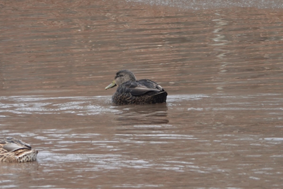 アメリカガモ - ML646483003