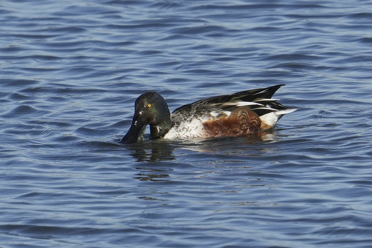 Northern Shoveler - ML646483004