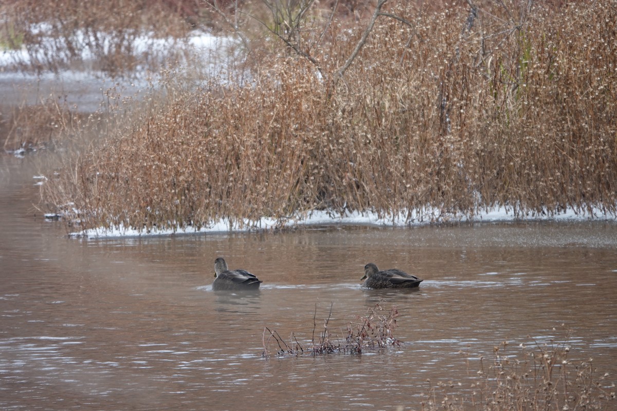 アメリカガモ - ML646483005